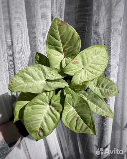 Растения разные #2