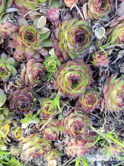 Молодило (каменная роза)