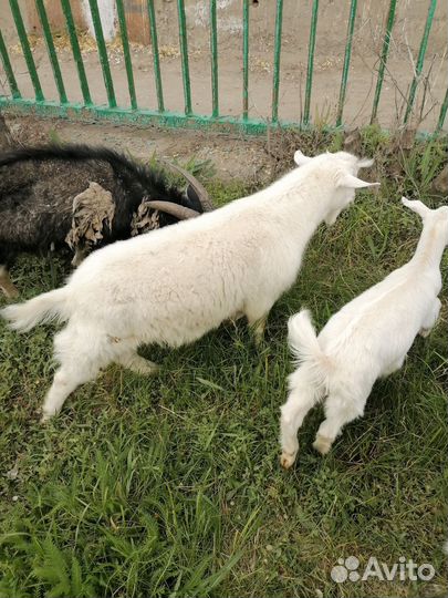 Козы, козёл и козлята