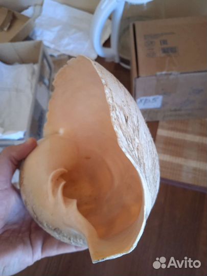 Раковина огромная Атлантический океан 28 см