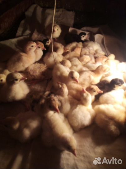 Продам индюшат