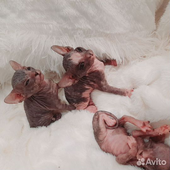 Донской сфинкс котята