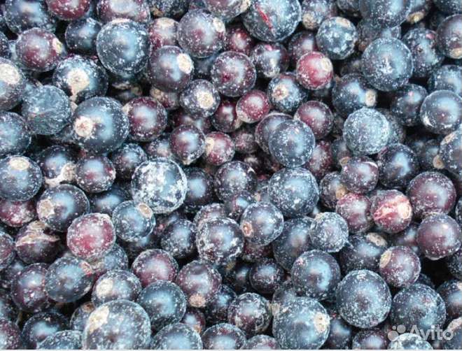 Смородина черная мороженная,клюква, брусника