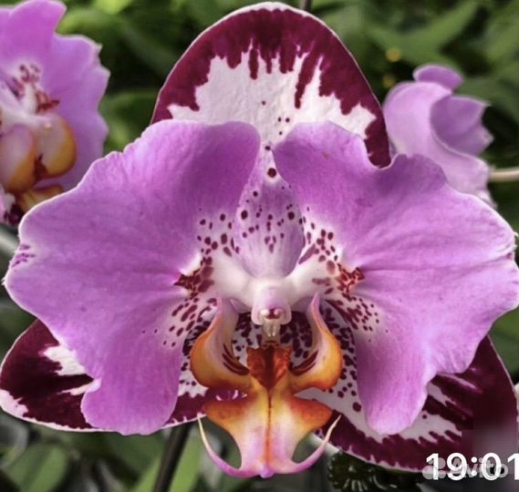 Орхидея Фаленопсис