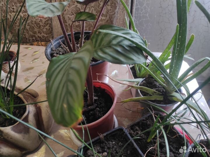 Комнатные цветы