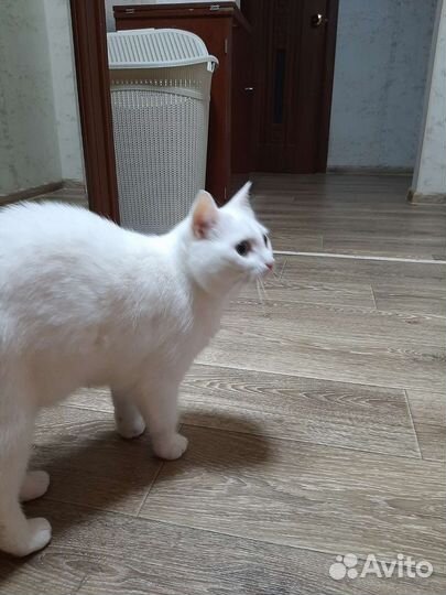 Белая кошечка