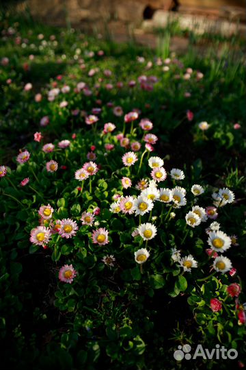 Маргаритка многолетняя