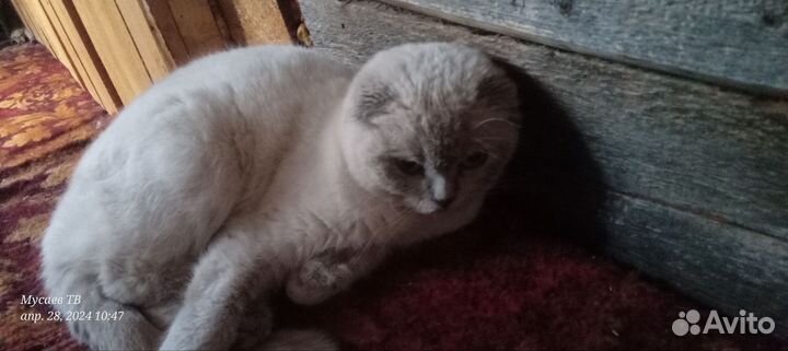 Сиамская вислоухая кошка