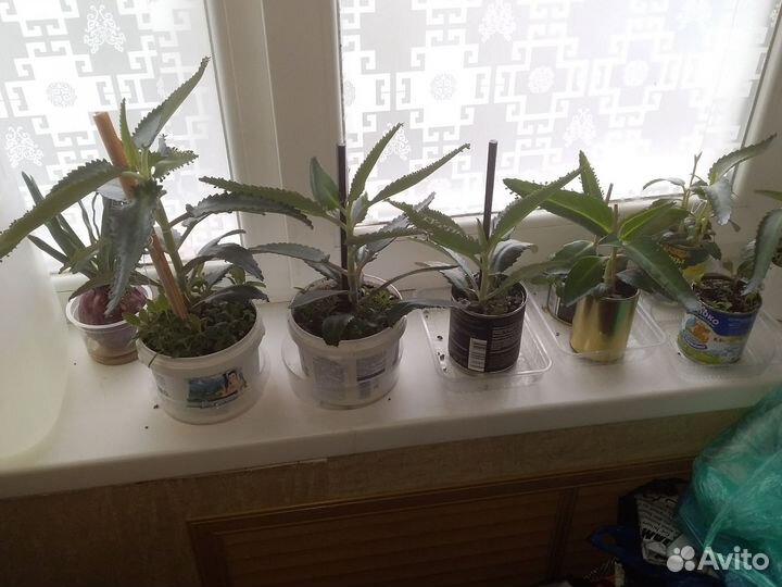 Каланхоэ лечебное