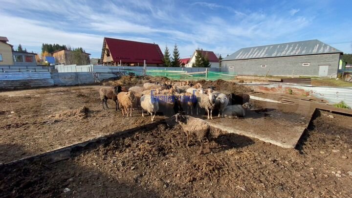 Продам приусадебное хозяйство