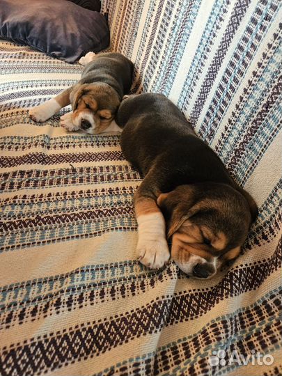 Щенки бигль девочка