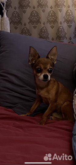 Мини той-терьер