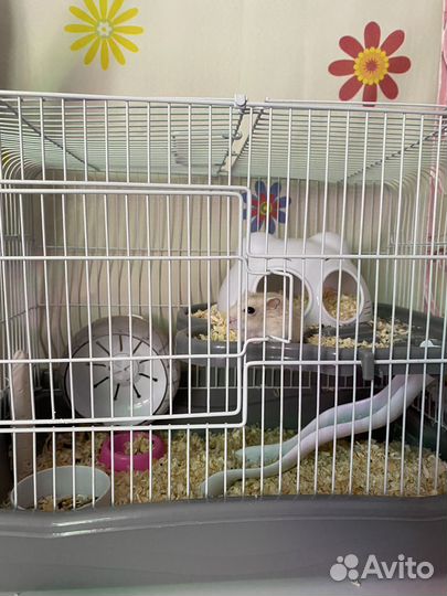 Хомяк с клеткой