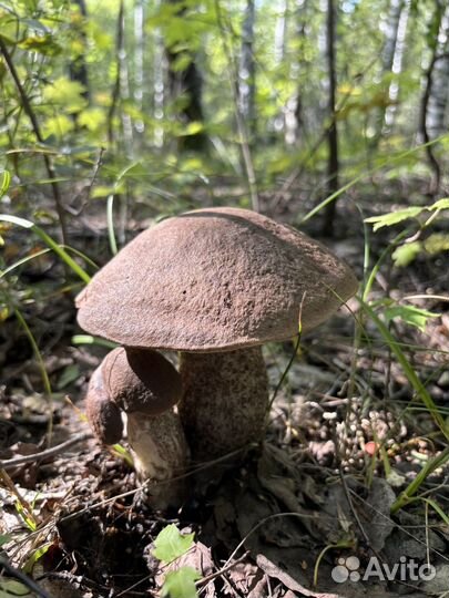 Грибы грузди свежие