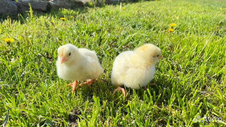Цыплята Бройлеры