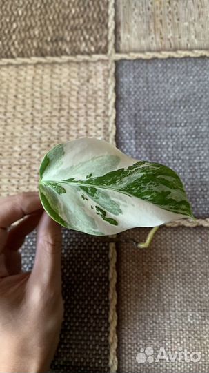 Монстера Альба