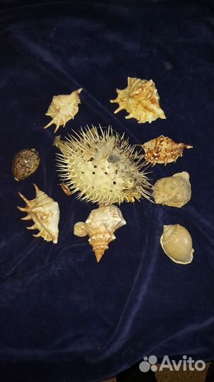 Рыба - шар С шипами(тетраодон) Ракушки