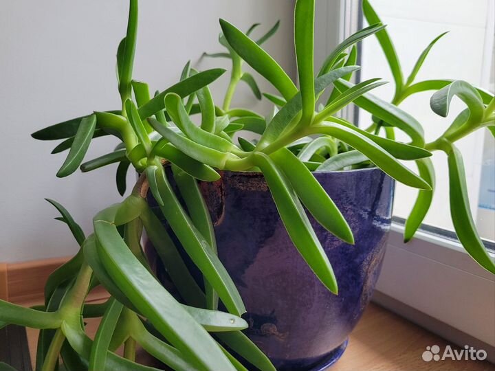 Карпобротус