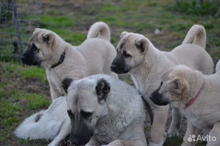 Щенки турецкого кангала