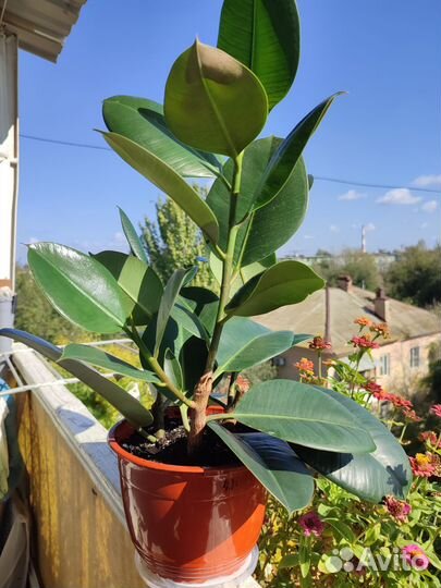 Фикус каучуконосный