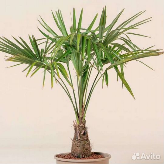 Пальма веерная. Трахикарпус форчуна