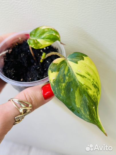 Филодендрон карло,миканс вариегатный и другие