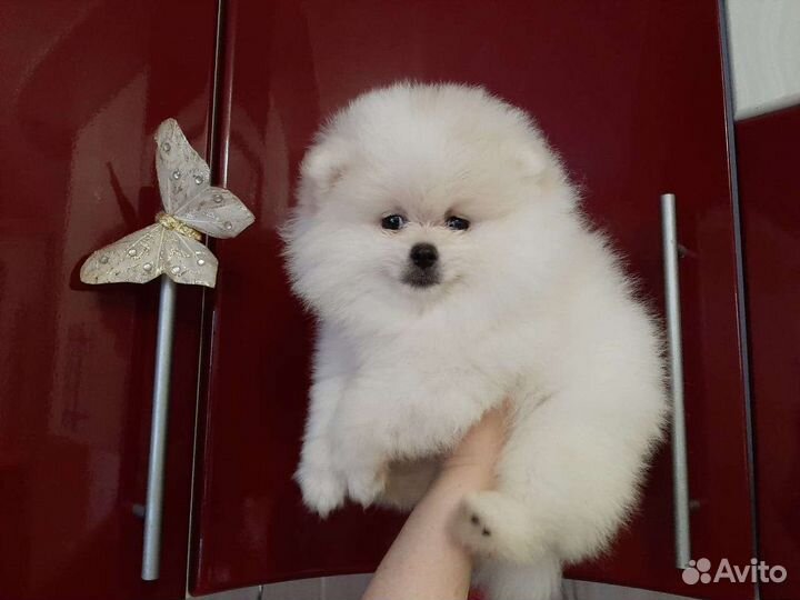 Померанские мини шпицы медвежьего типа