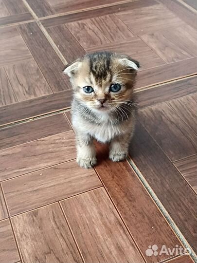 Шотландская вислоухая кошка