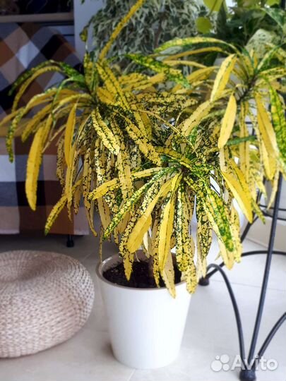 Кротон кодиеум Gold star