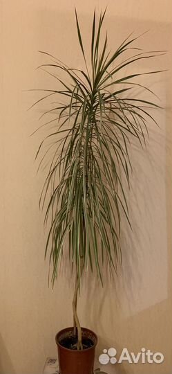 Драцена 1.5 метра высота