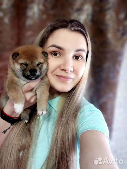 Сиба ину от Чемпионов