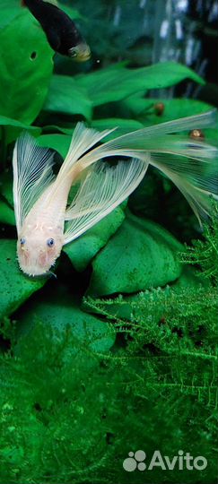 Анциструс L144 вуаль