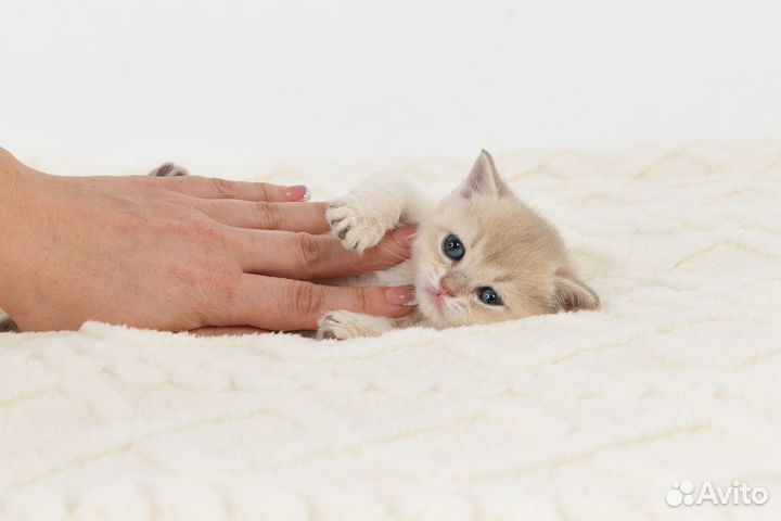 Комочек счастья