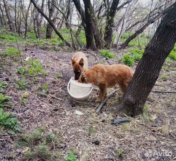 Щенок в добрые руки