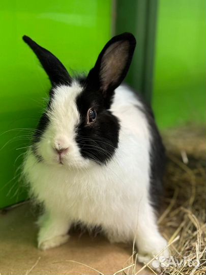 Передержка грызунов, птиц, земноводных