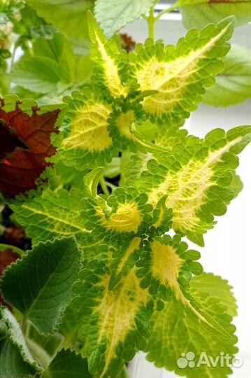 Колеусы срезы