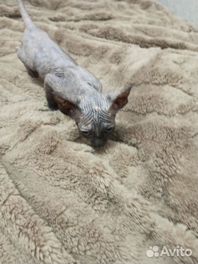 Кошки сфинкс