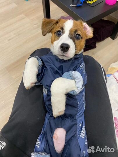 Комбинезон для собак