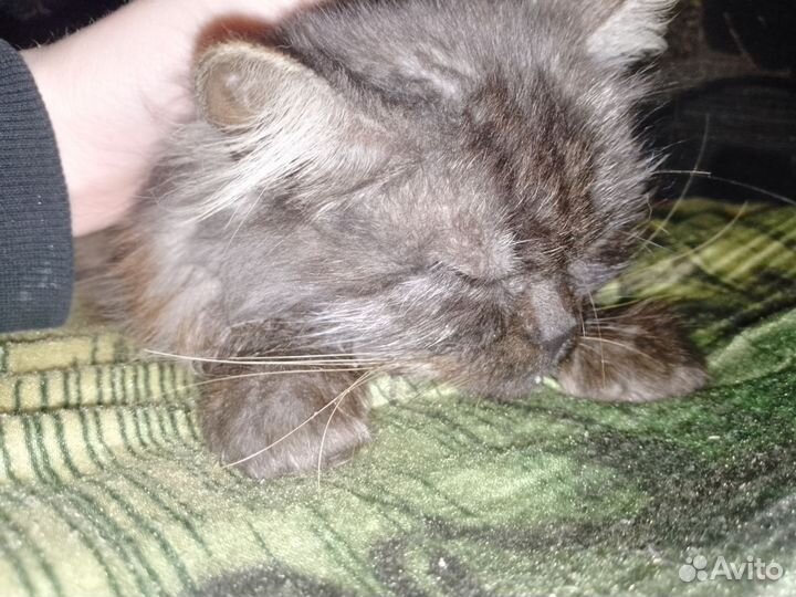 Продам кошку