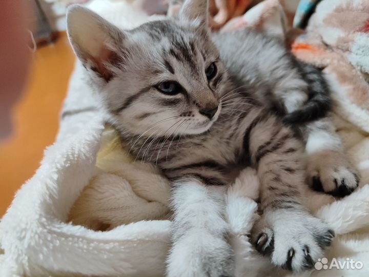 Котенок