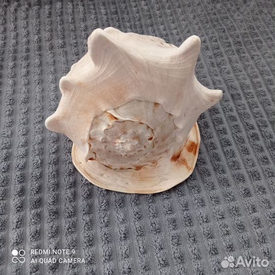 Большая морская раковина