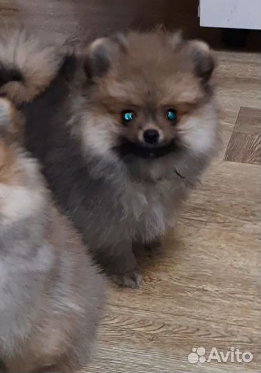 Шпицедетки