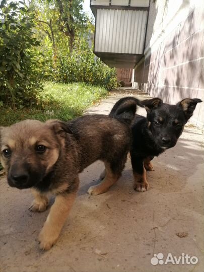 Собака в добрые руки щенок