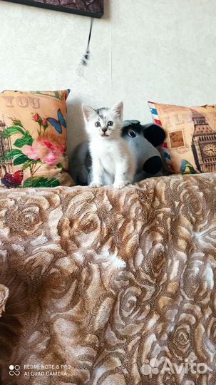 Котёнок 1,5 мес