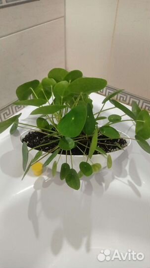 Пилея, пилея ливанская, гипоэстес