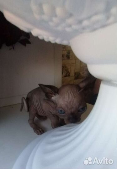 Канадский сфинкс