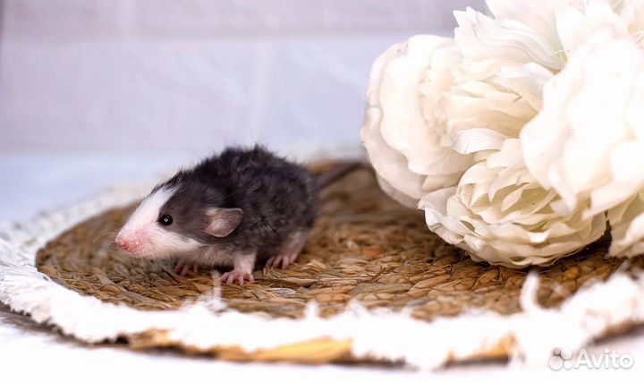 Крыса лонг крысята