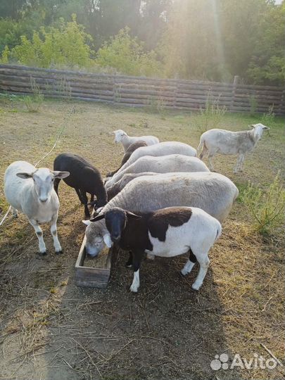 Ягнята дорпера