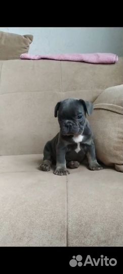 Французский бульдог щенки с документами
