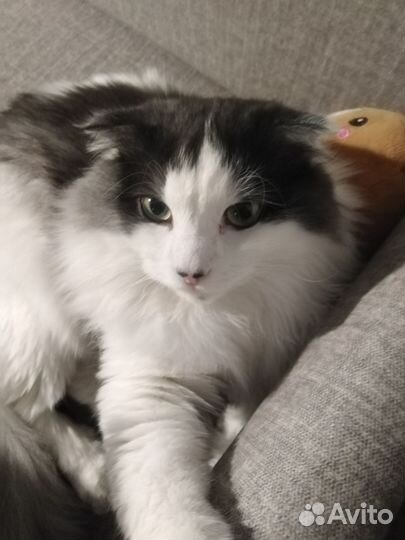 Котики бесплатно в добрые руки